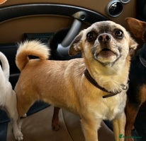 Mixed Breed dogs 3 dogs available due to death of partner - Advert 4