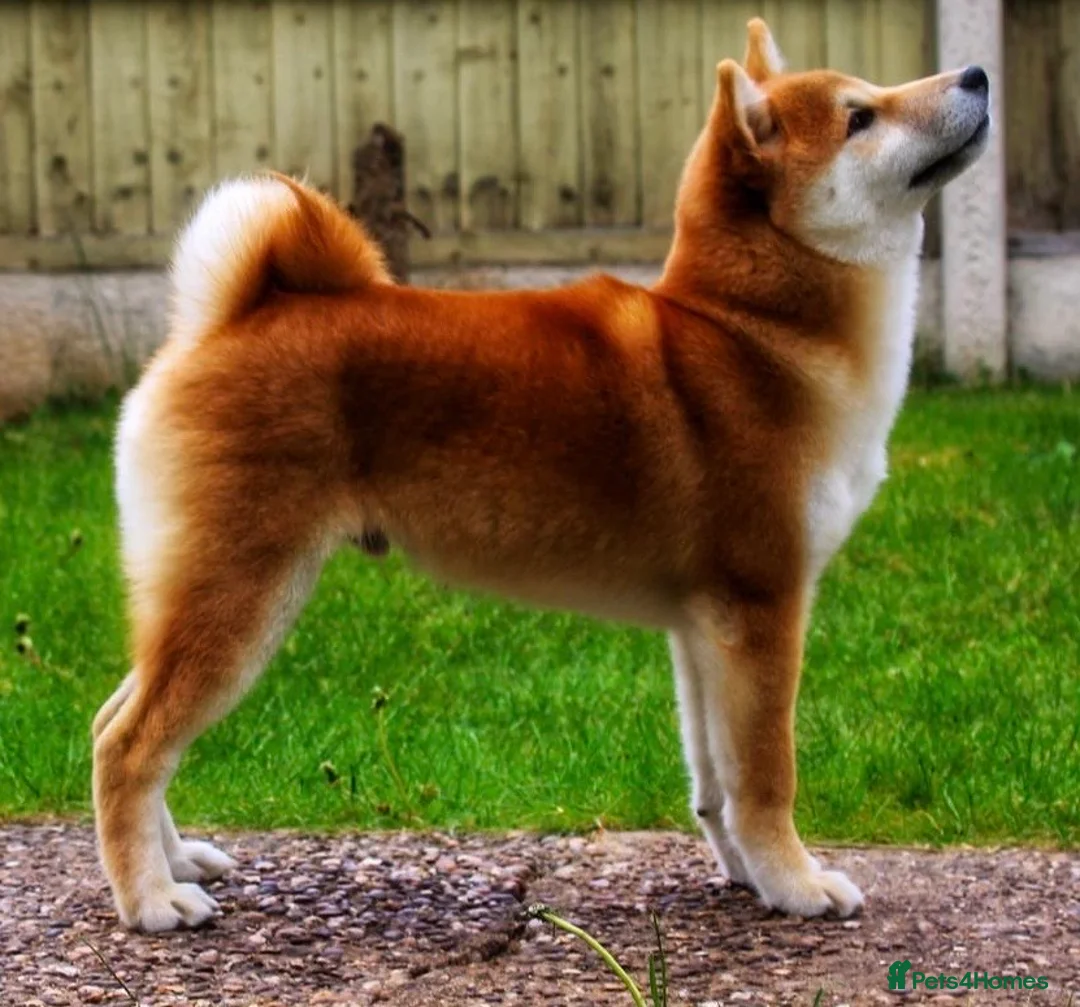 Japanese Shiba Inu dogs for stud: Champion bloodline health tested Shiba Inu (stud) - Advert 2