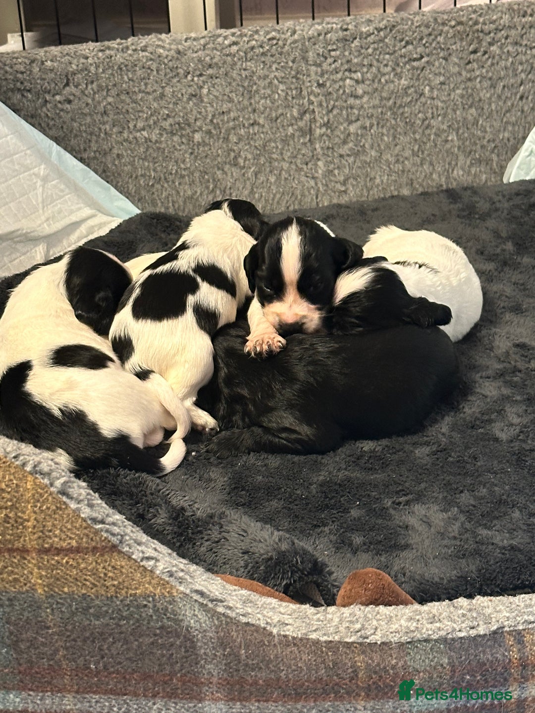 Cocker Spaniel dogs for sale: Cocker spaniel puppies  - Image 11