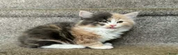 Mixed Breed cats for sale: Maine coon cross kittens  - Advert 6