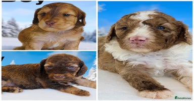 Cockapoo dogs - Advert 3