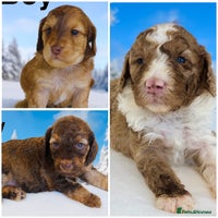 Cockapoo dogs - Advert 3