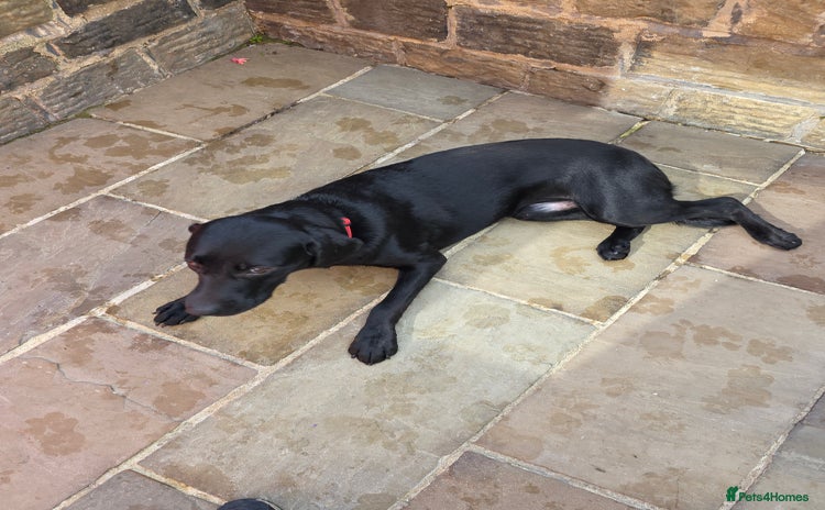 Labrador Retriever dogs - Advert 1