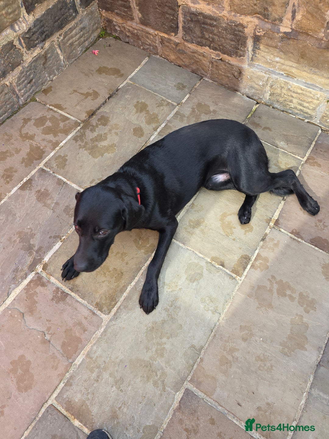 Labrador Retriever dogs for sale:  9 month old Black labrador male - Image 1
