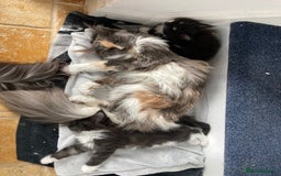 Maine Coon cats for sale: Pedigree Maine Coon Kittens (TICA) - Image 20