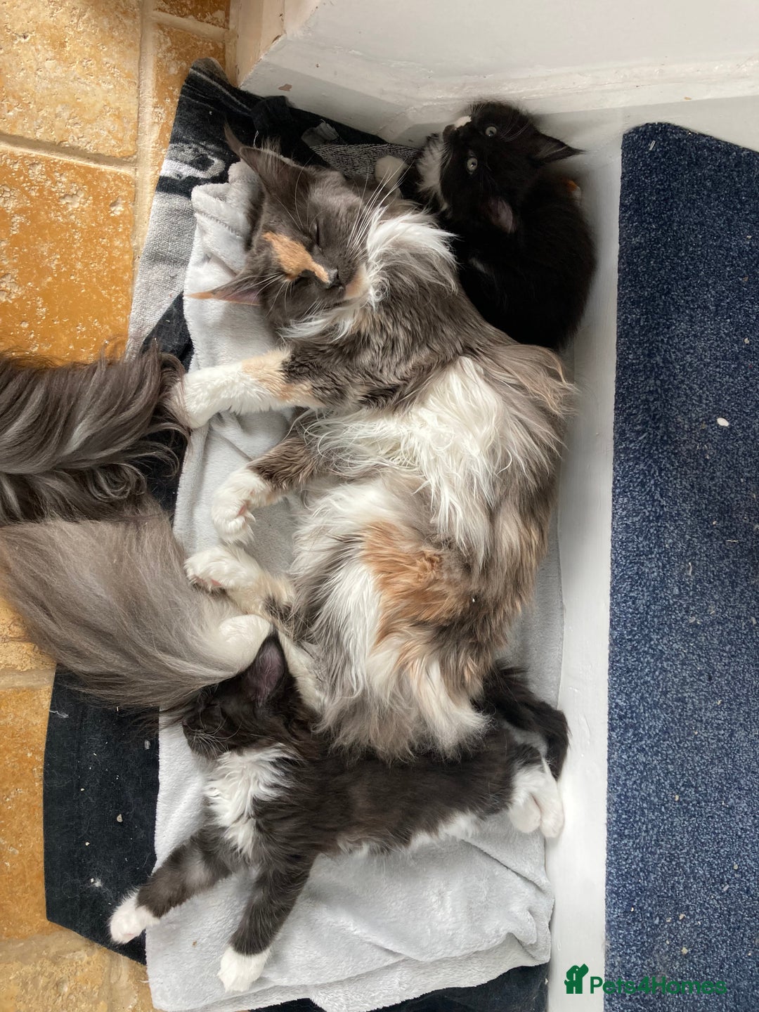 Maine Coon cats for sale: Pedigree Maine Coon Kittens (TICA) - Image 20