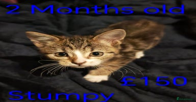 Khao Manee cats - Advert 12