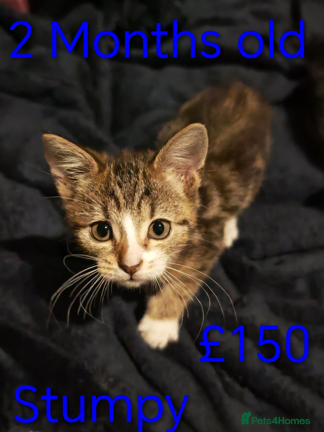 Khao Manee cats for sale: Mixed price Khao Manee kittens  - Image 3