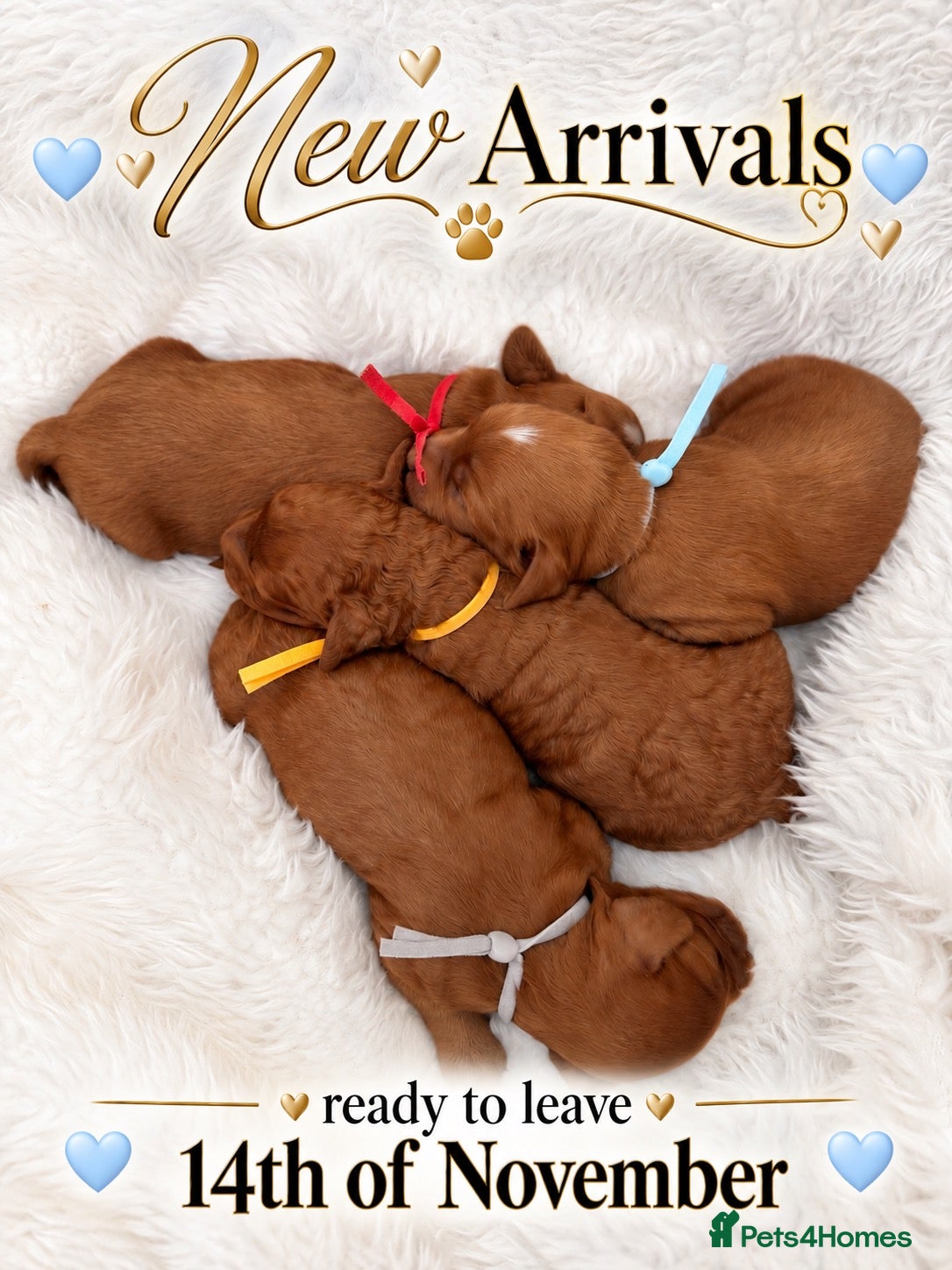 Cavapoo dogs Outstanding quality, F1b Cavapoo babies - Advert 2