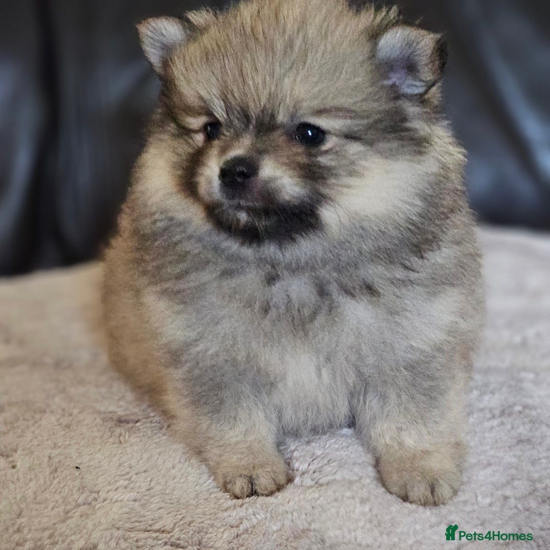 Pomeranian dogs for sale: Pomeranian baby girl - Advert 4