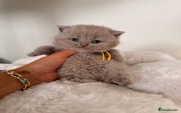 British Shorthair cats for sale: 7 British Shorthair Kittens TICA®️ – Import Lines - Image 6