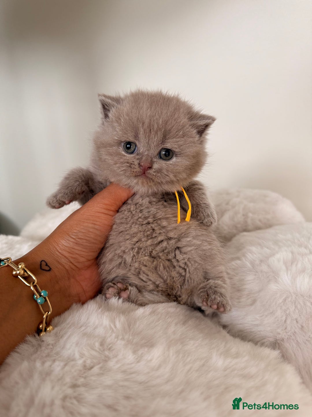 British Shorthair cats for sale: 7 British Shorthair Kittens TICA®️ – Import Lines - Image 6