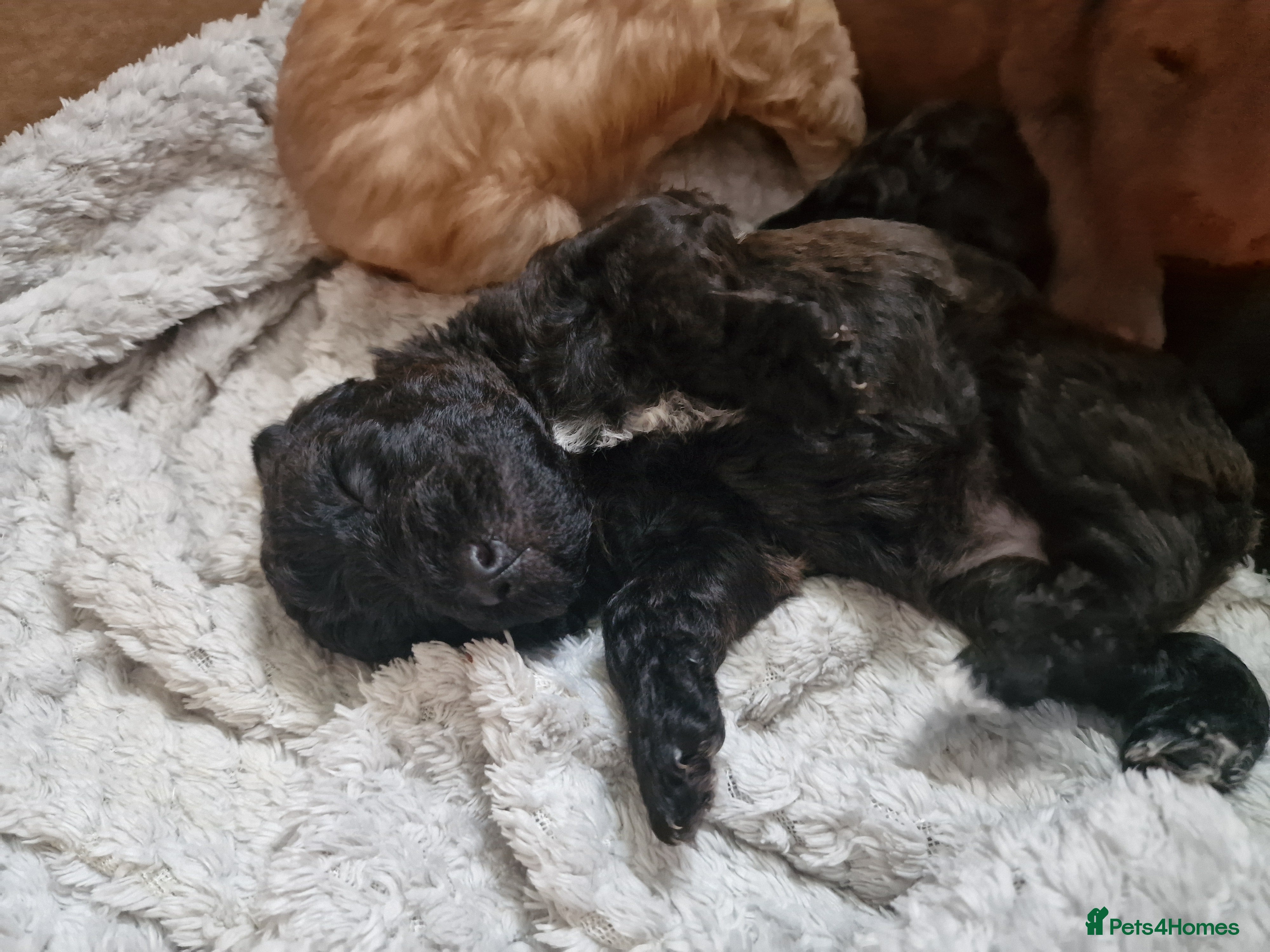 Jackapoo dogs Beautiful F1B jackapoo puppys  - Advert 2