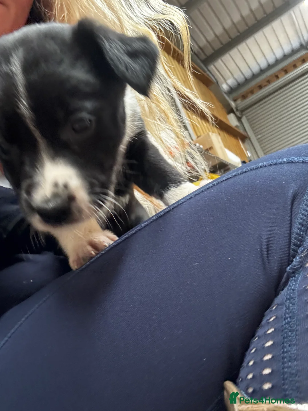 Sprollie dogs for sale: Beautiful Sprollie puppies - Advert 14