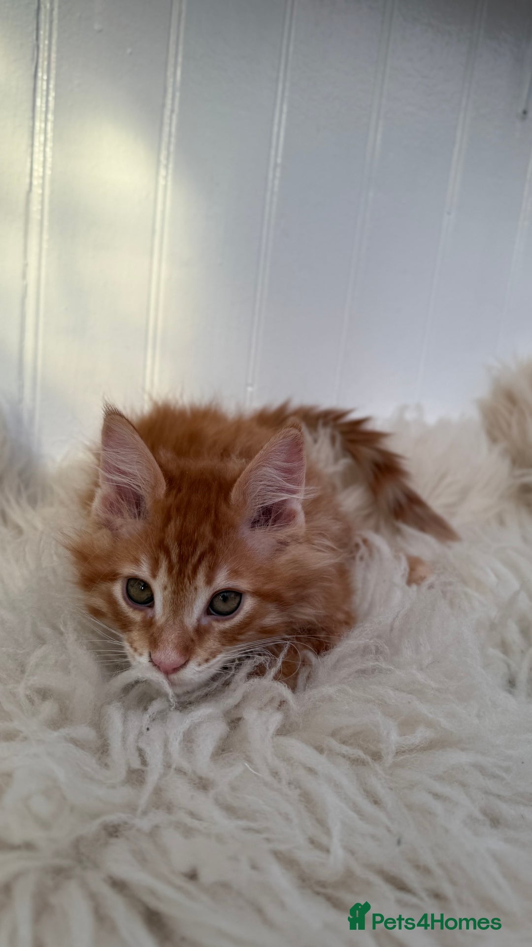 Maine Coon cats for sale: Last Two Gccf Maine Coons Boys Available - Advert 23