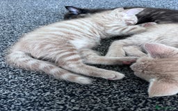 Mixed Breed cats for sale: Two Gorgeous Maine Coon cross Kittens. - Image 2