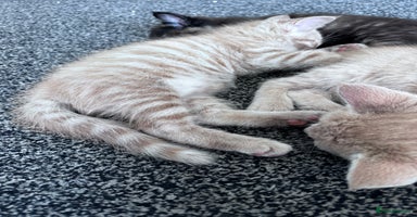 Mixed Breed cats - Advert 3