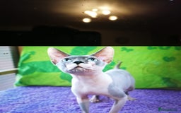 Sphynx cats for stud: Beautiful blue mink sphynx TICA REGISTERED  in Horncastle - Image 2