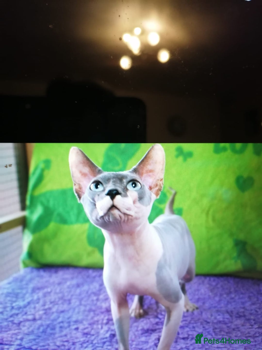 Sphynx cats for stud: Beautiful blue mink sphynx TICA REGISTERED  in Horncastle - Image 2