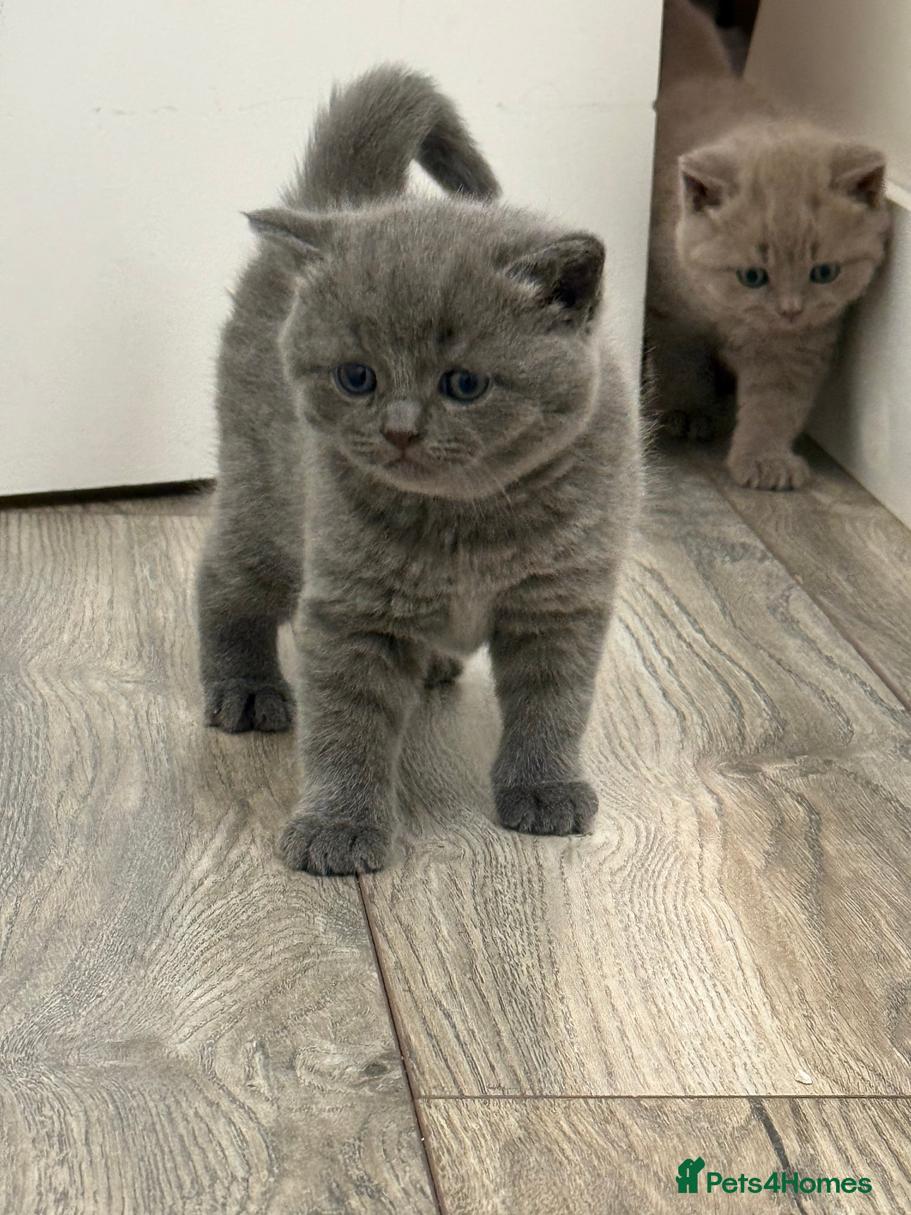 British Shorthair cats 🐾 Adorable British Shorthair Kittens  🐱 - Advert 1