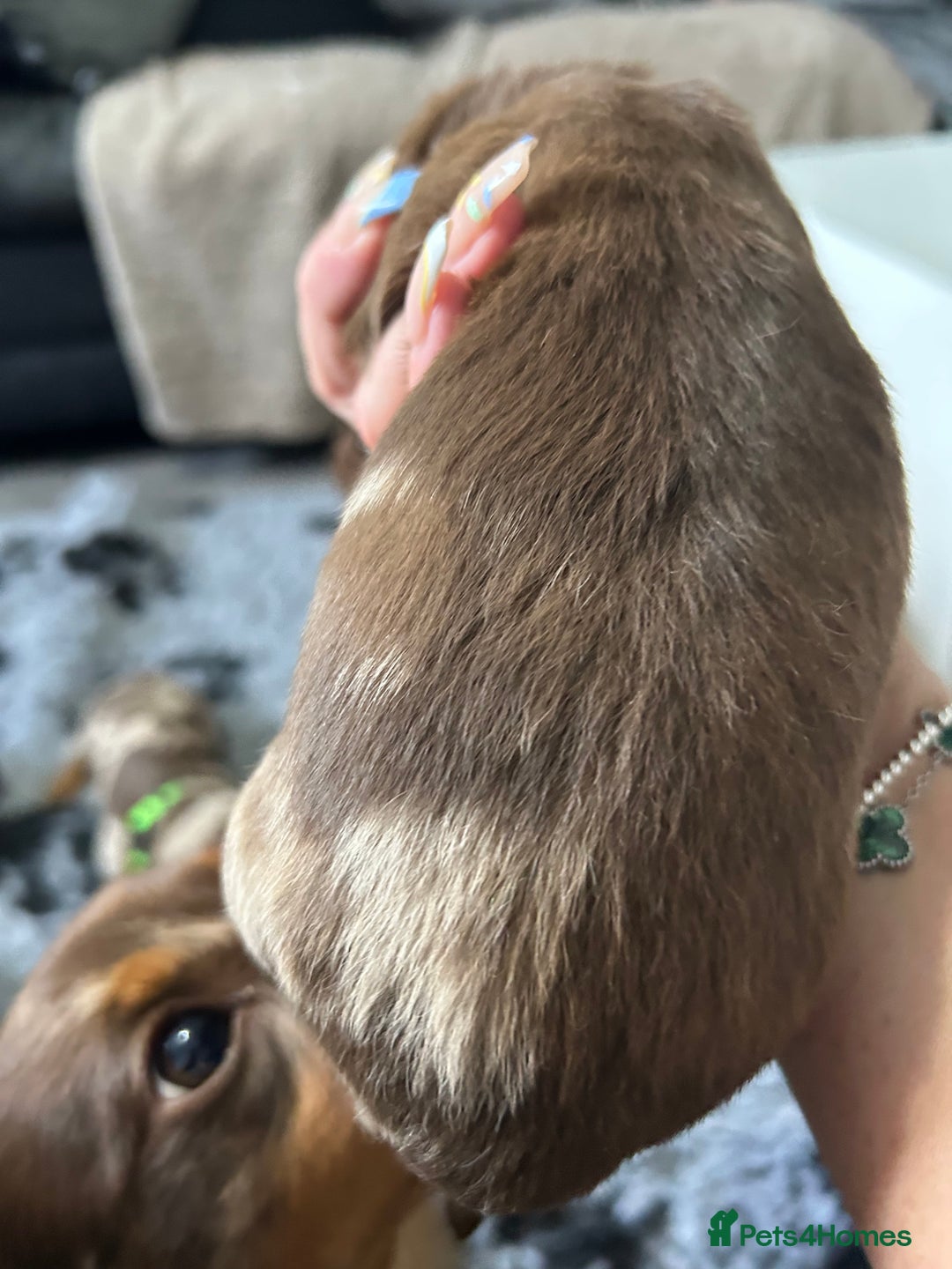 Miniature Dachshund dogs for sale: Chocolate Tan/dapple Miniature Dachsund - Image 19