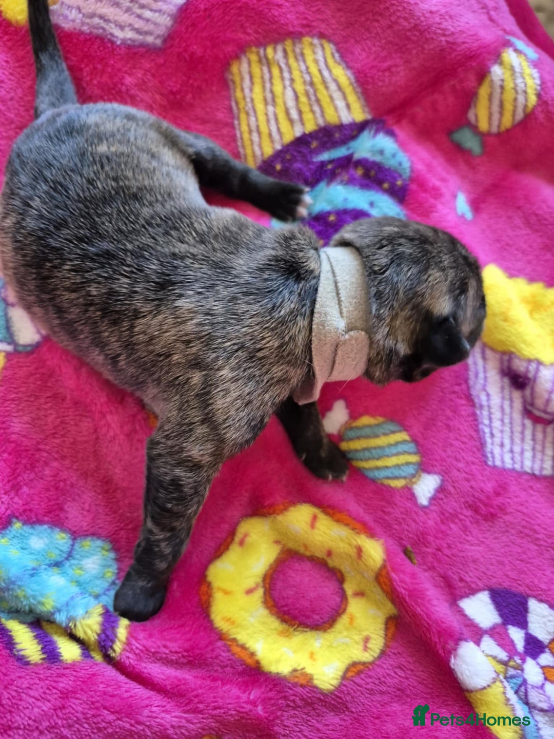 Mixed Breed dogs for sale: Mixed breed puppies for sale  - Advert 18