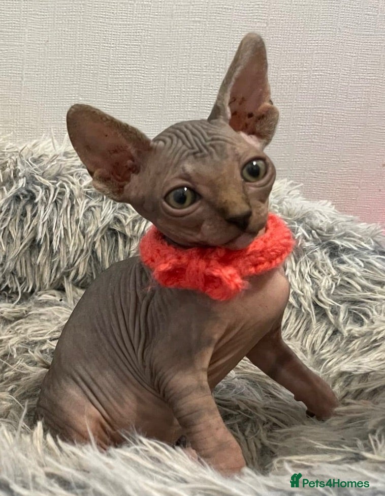 Sphynx cats Last 3 - Ready Now - Rare Sphynx Cross Kittens  - Advert 16