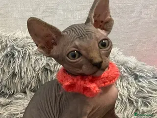 Sphynx cats Last 3 - Ready Now - Rare Sphynx Cross Kittens - Advert 16