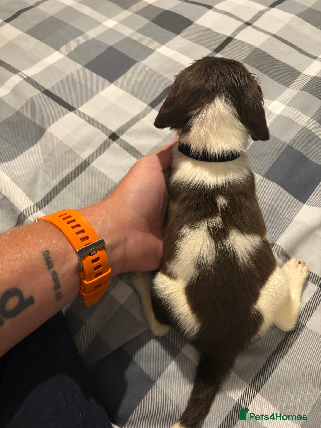 English Springer Spaniel dogs for sale: KC Registered English Springer Spaniel Puppies - Image 12