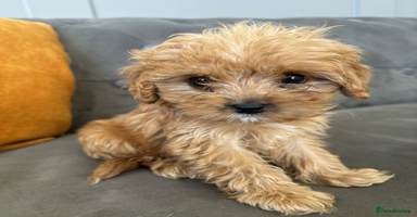 Cavapoo dogs - Advert 2
