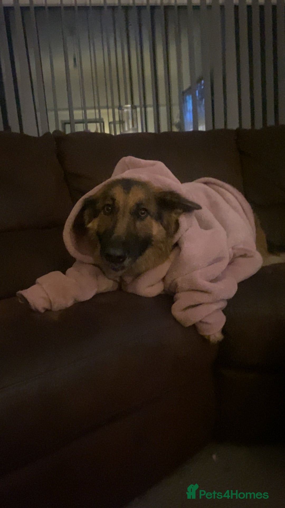 German Shepherd dogs for sale: 🐾 Meet Narla – Your Ultimate Adventure Partner 🌟 - Advert 6