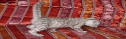 Bengal cats for sale: Outstanding Bengal kittens , European champion dad - Advert 12