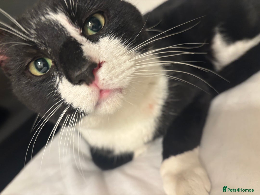 Mixed Breed cats for sale: 2 year old male - Advert 2