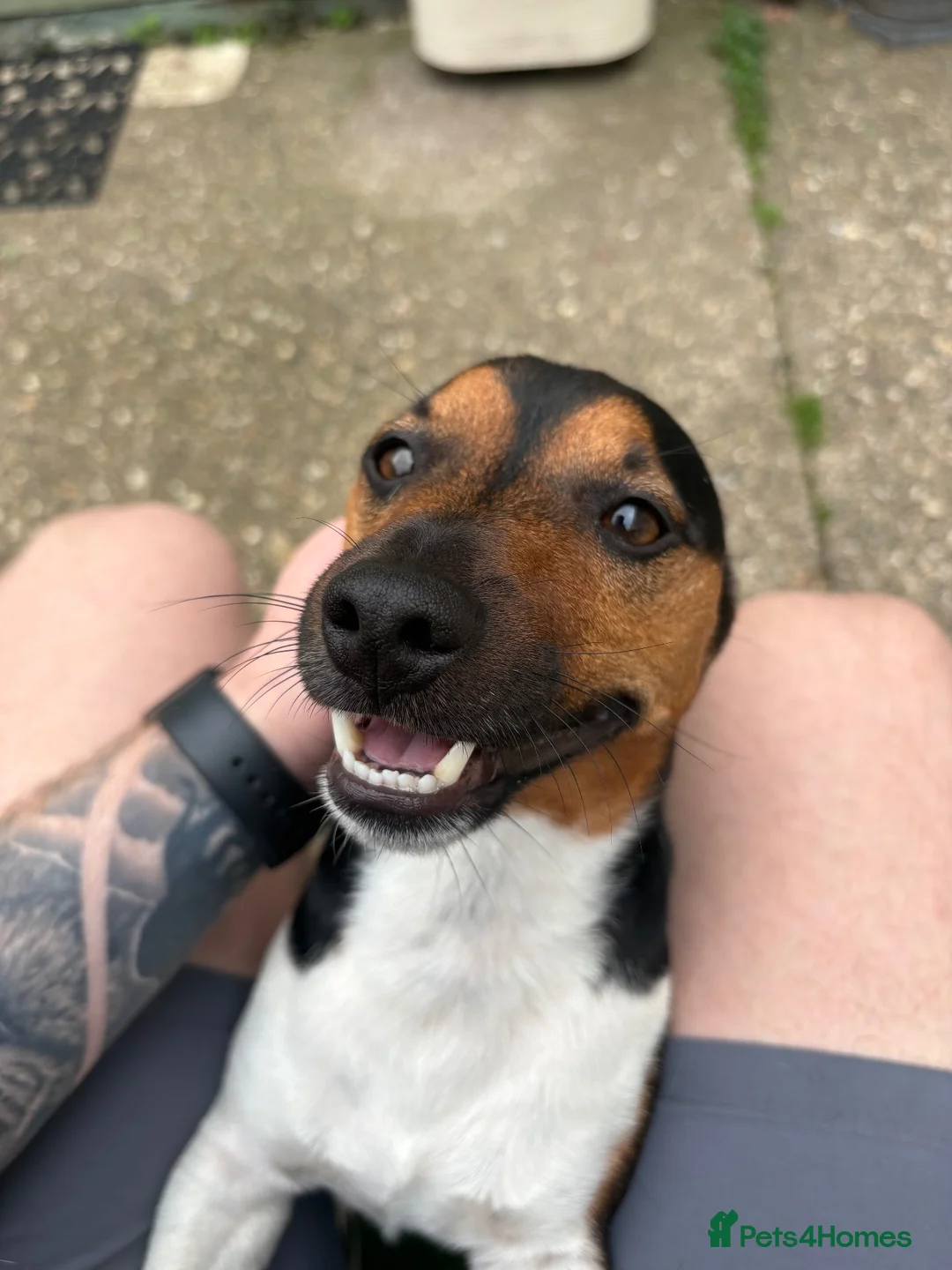 Jack Russell dogs for sale: Jack Russell Terrier in Hull - Advert 3