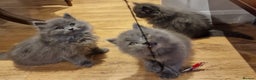 British Longhair cats for sale: Blue & Lilac Gorgeous fluffy BLH male kittens - Advert 12