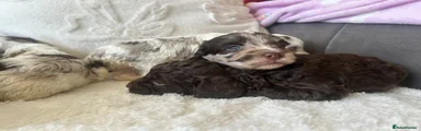 Cockapoo Puppy 4