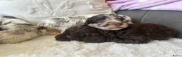 Cockapoo dogs for sale: ✨Beautiful toy cockapoo ✨ in Wrexham - Advert 13