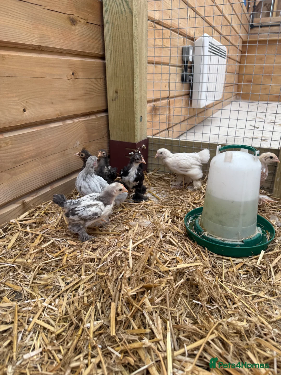 Chickens poultry for sale: Mixed sex bantam/Sussex chicks in Warminster - Advert 2