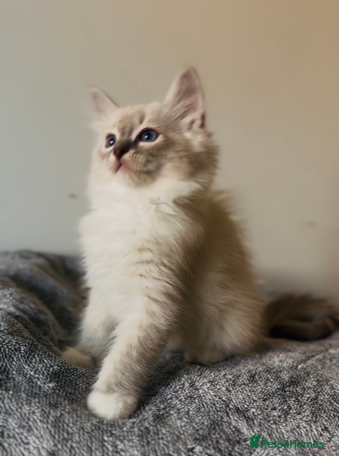 Ragdoll cats for sale: 💙🐾Tica full Pedigree🐾EU Ragdoll 🐱🐾DNA Clear - Image 19