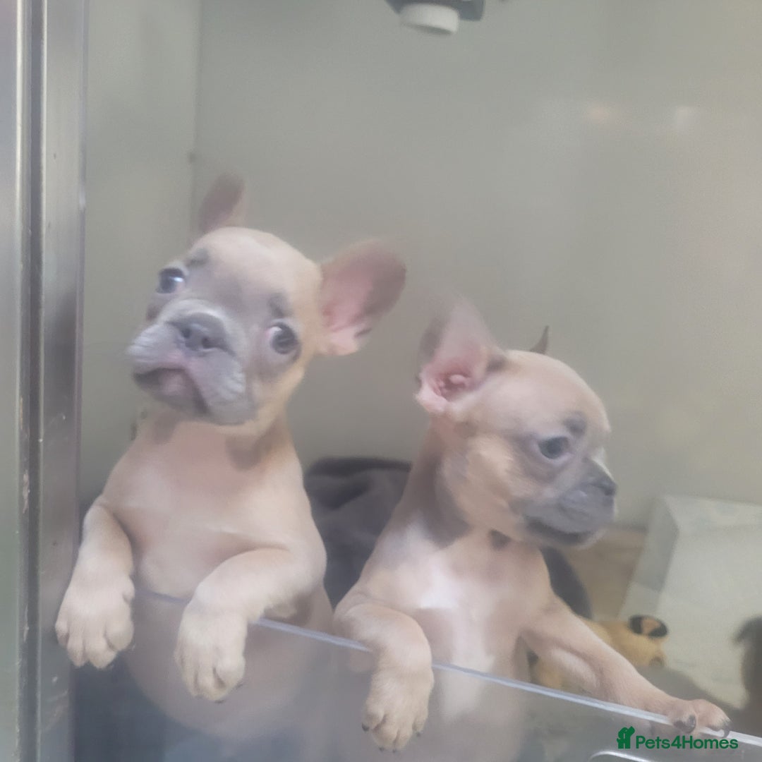 French Bulldog dogs for sale: Frenchy  - Image 4