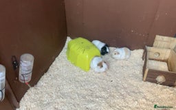 Guinea Pig rodents for sale: 3 female Guinea Pigs - Advert 1