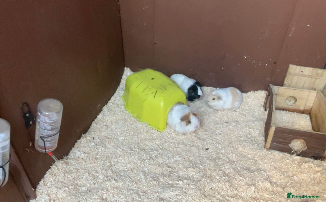 Guinea Pig rodents for sale: 3 female Guinea Pigs - Advert 1