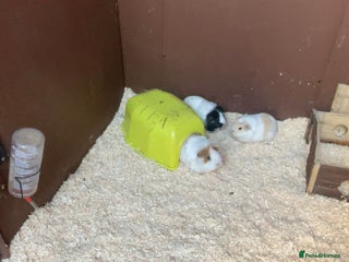 Guinea Pig rodents 3 female Guinea Pigs - Advert 1