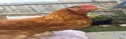 Chickens poultry for sale: Laying hens  in Cambridge - Advert 2