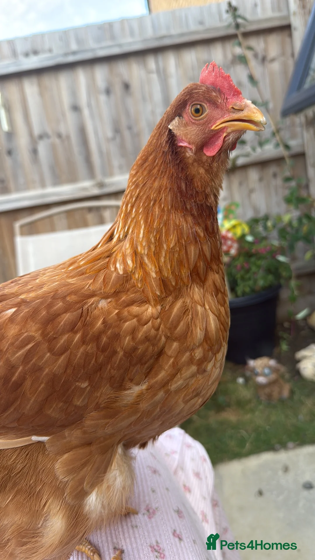 Chickens poultry for sale: Laying hens  in Cambridge - Advert 2