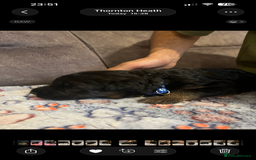 German Shepherd dogs for sale: Kc-registered German shepards puppies for sale - Image 5