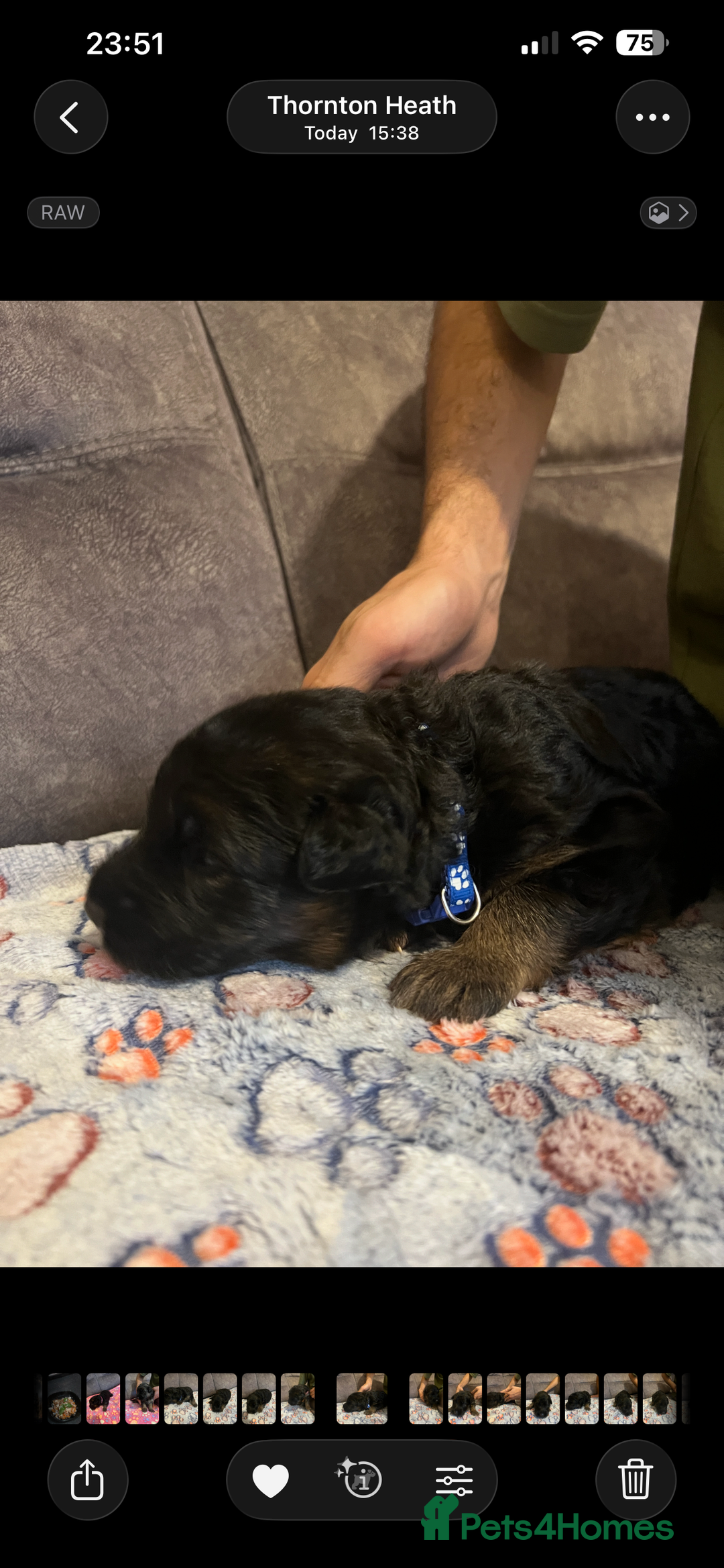 German Shepherd dogs for sale: Kc-registered German shepards puppies for sale - Image 5