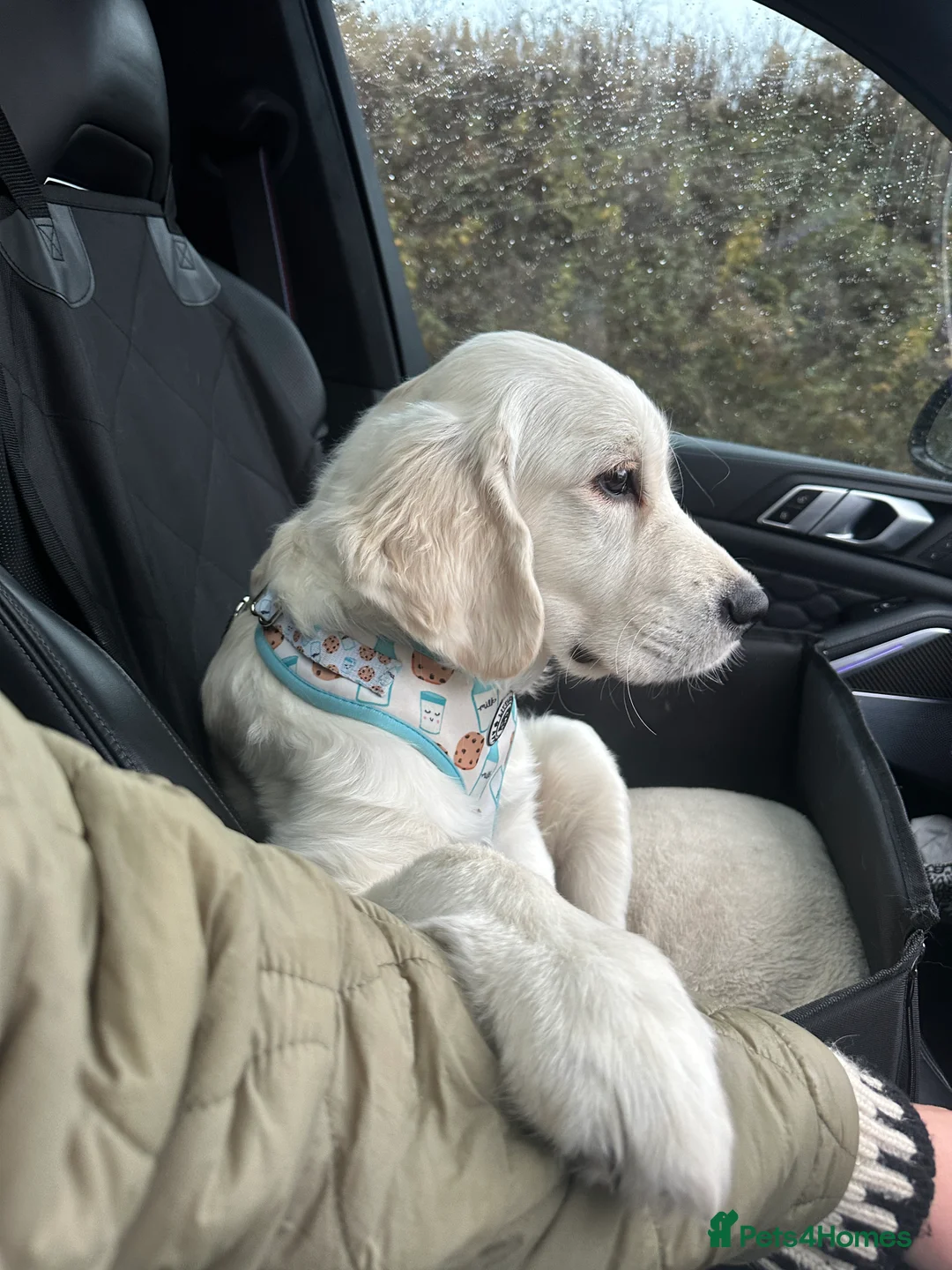 Golden Retriever dogs for sale: 8 month old golden retriever for rehome - Advert 2