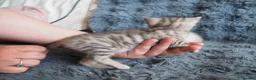 Bengal cats for sale: Silver, Snow Lynx & Brown Rosette Bengals - Advert 28
