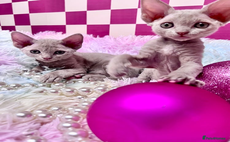 Devon Rex cats - Advert 2